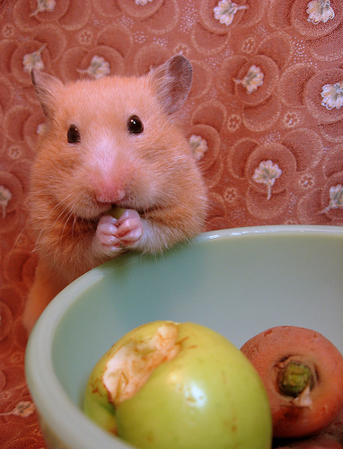 Apples and Carrots Please! Miss Sherbet by knittingskwerlgurl