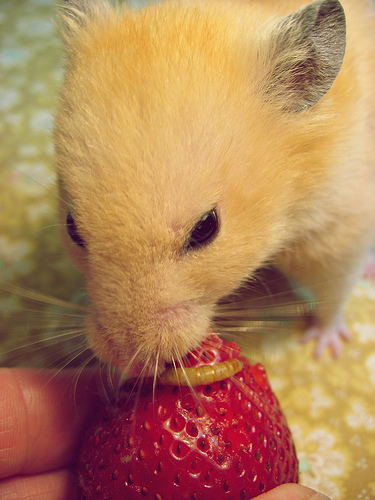 Strawberry Worms ~ Jasper by knittingskwerlgurl