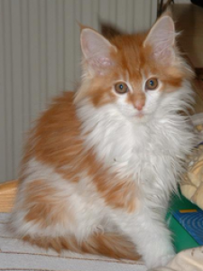 190px-cats-mainecoon-caroline.png