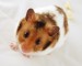 genuine-syrian-hamster