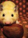 Chestnut Maniac ~ Jasper by knittingskwerlgurl